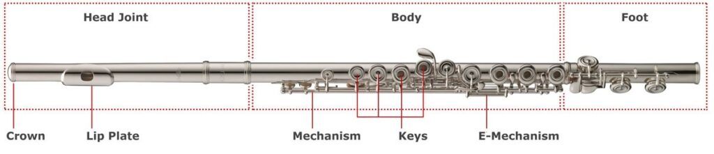 ساختار یا آناتومی فلوت